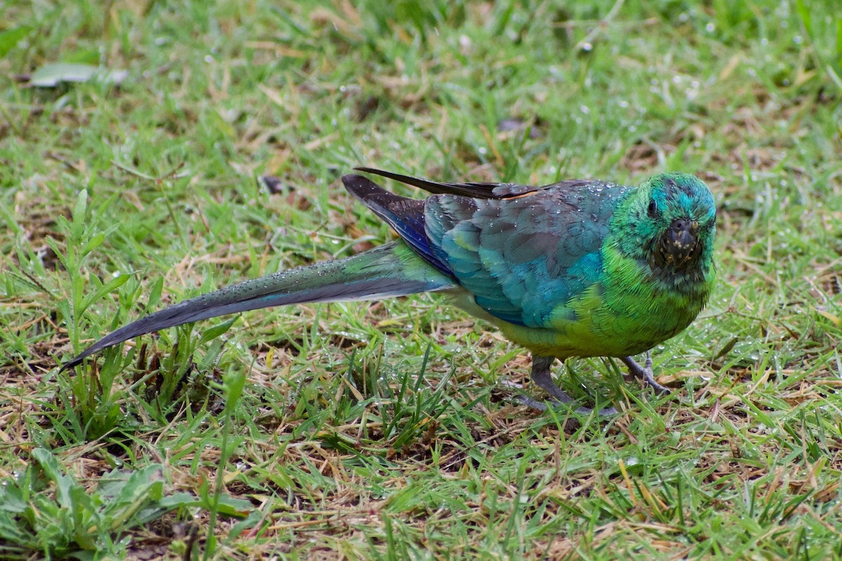 Red-rumped Parrot - ML319655551