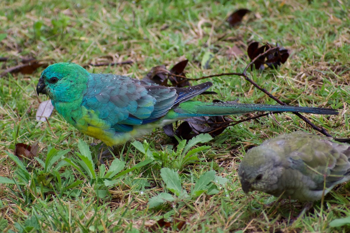 Red-rumped Parrot - ML319655561