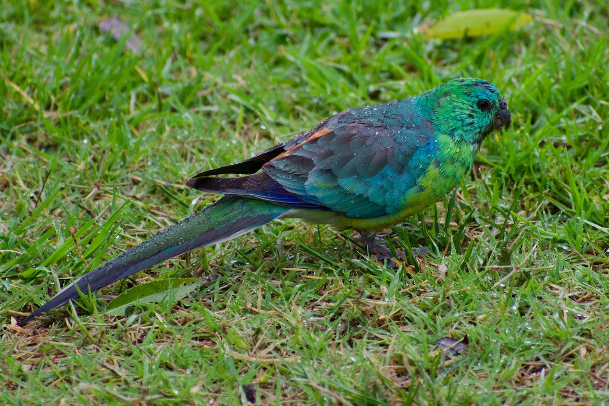 Red-rumped Parrot - ML319655571