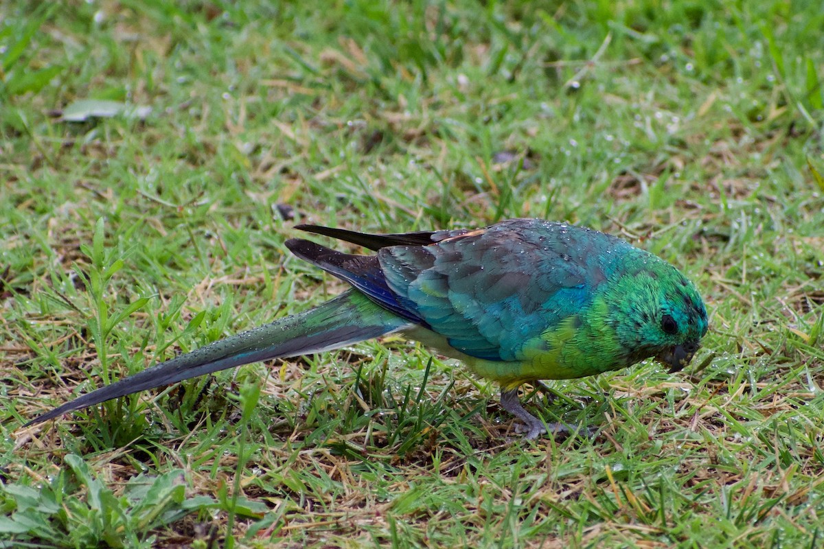 Red-rumped Parrot - ML319655581