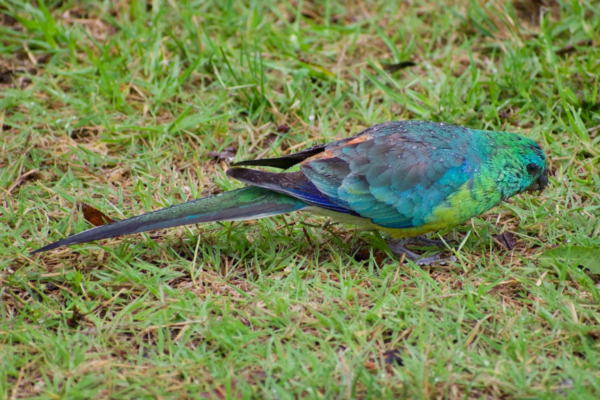 Red-rumped Parrot - ML319655591