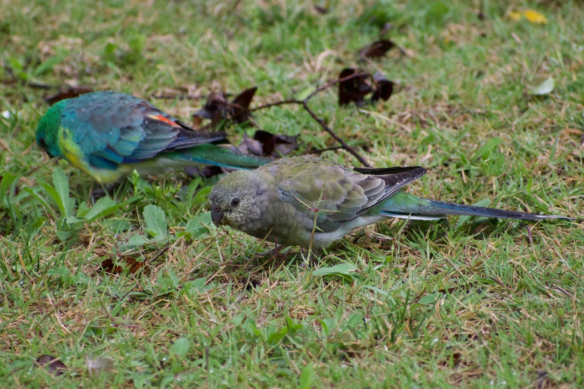 Red-rumped Parrot - ML319655601