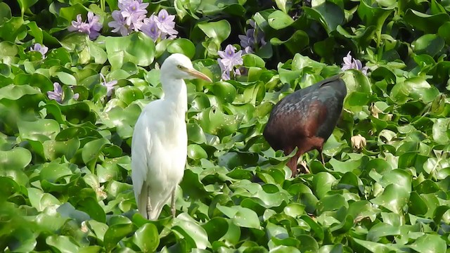 Glossy Ibis - ML319655621