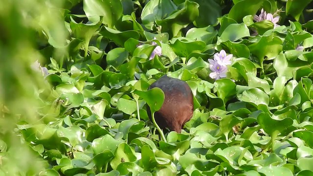 Glossy Ibis - ML319655641