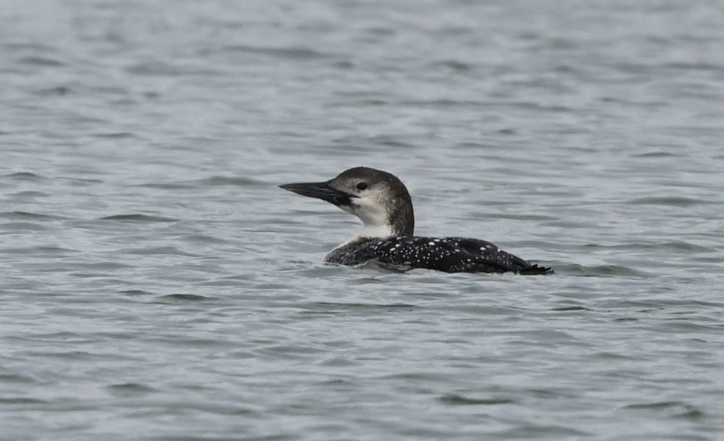 Common Loon - ML319655801