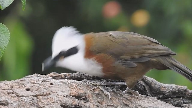 White-crested Laughingthrush - ML319655831