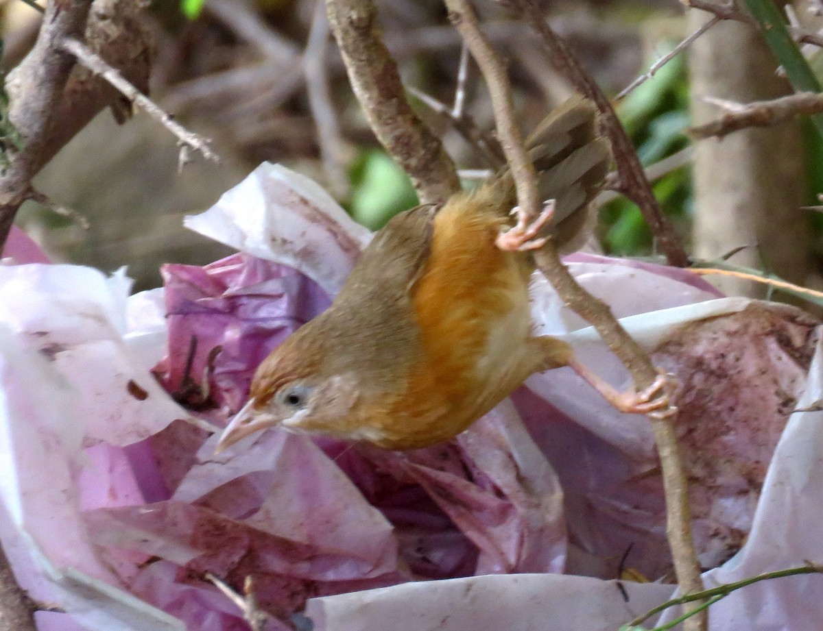 Tawny-bellied Babbler - ML319656741