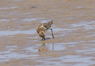 Little Stint - ML319659501