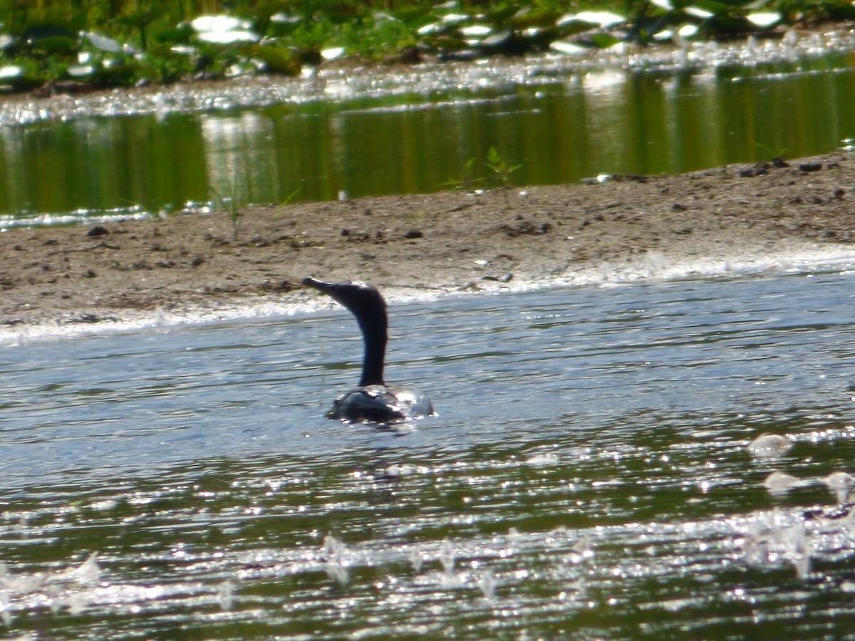 Double-crested Cormorant - ML31965961