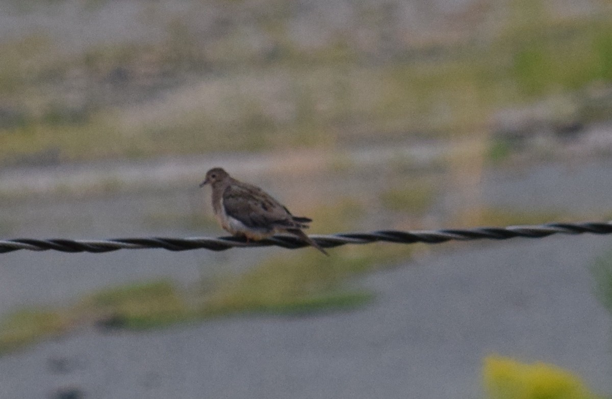 Mourning Dove - ML31966271