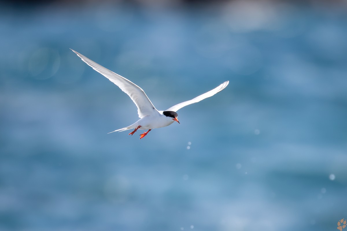 Roseate Tern - Jeffrey Wang