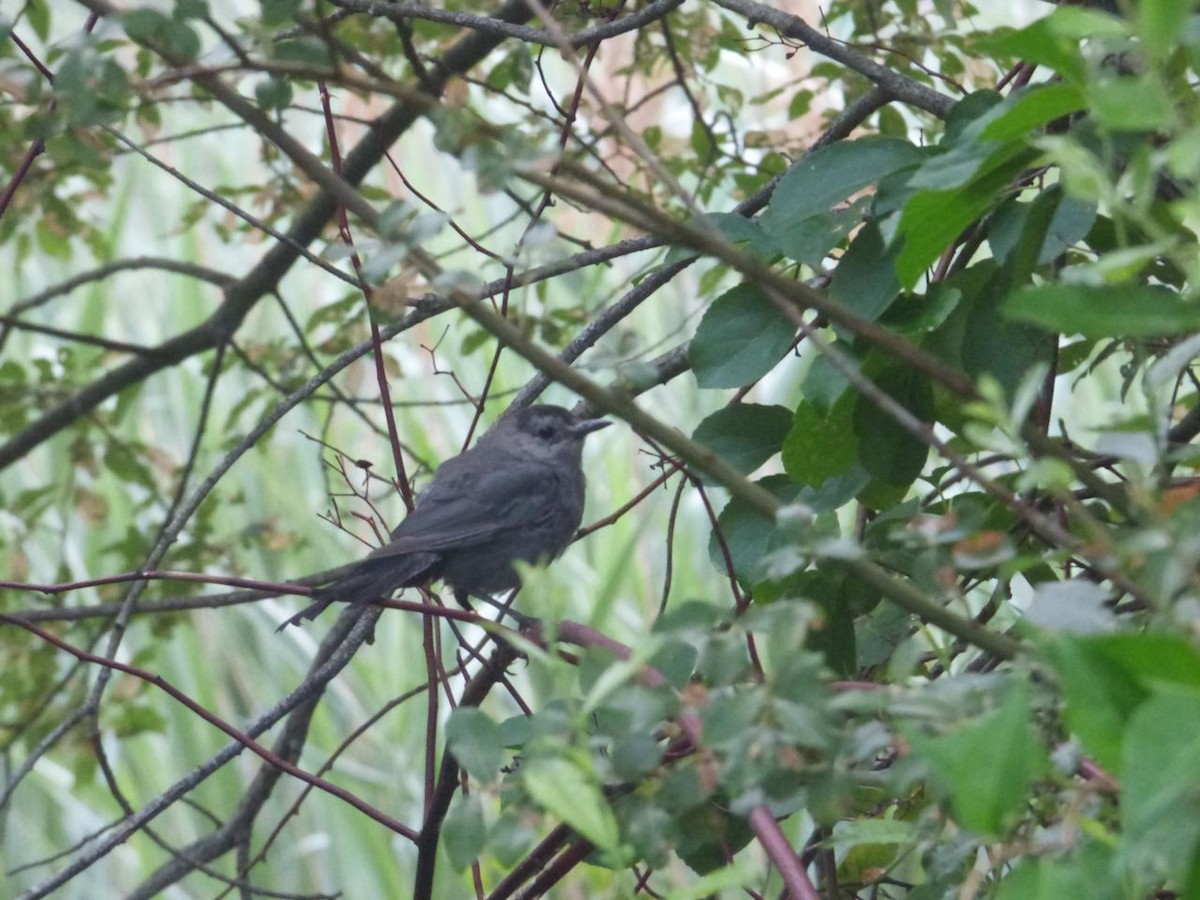 Gray Catbird - Mary  McMahon