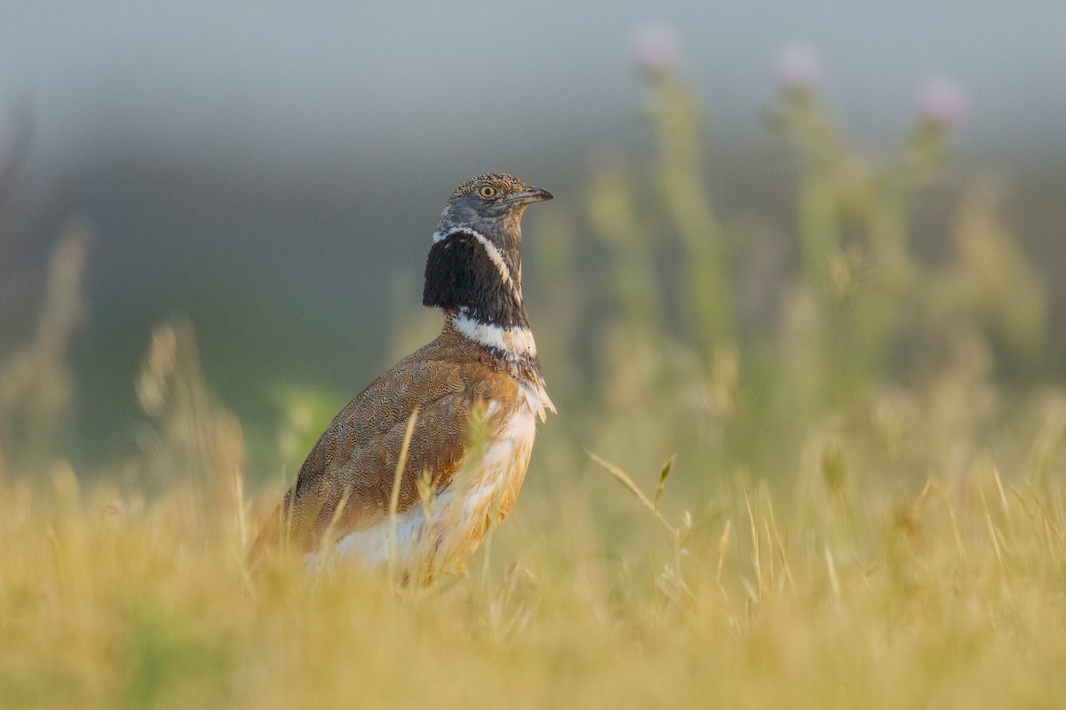 Little Bustard - ML319666791