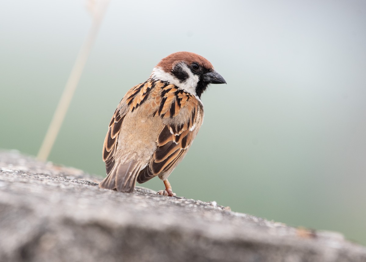 Eurasian Tree Sparrow - ML319666821