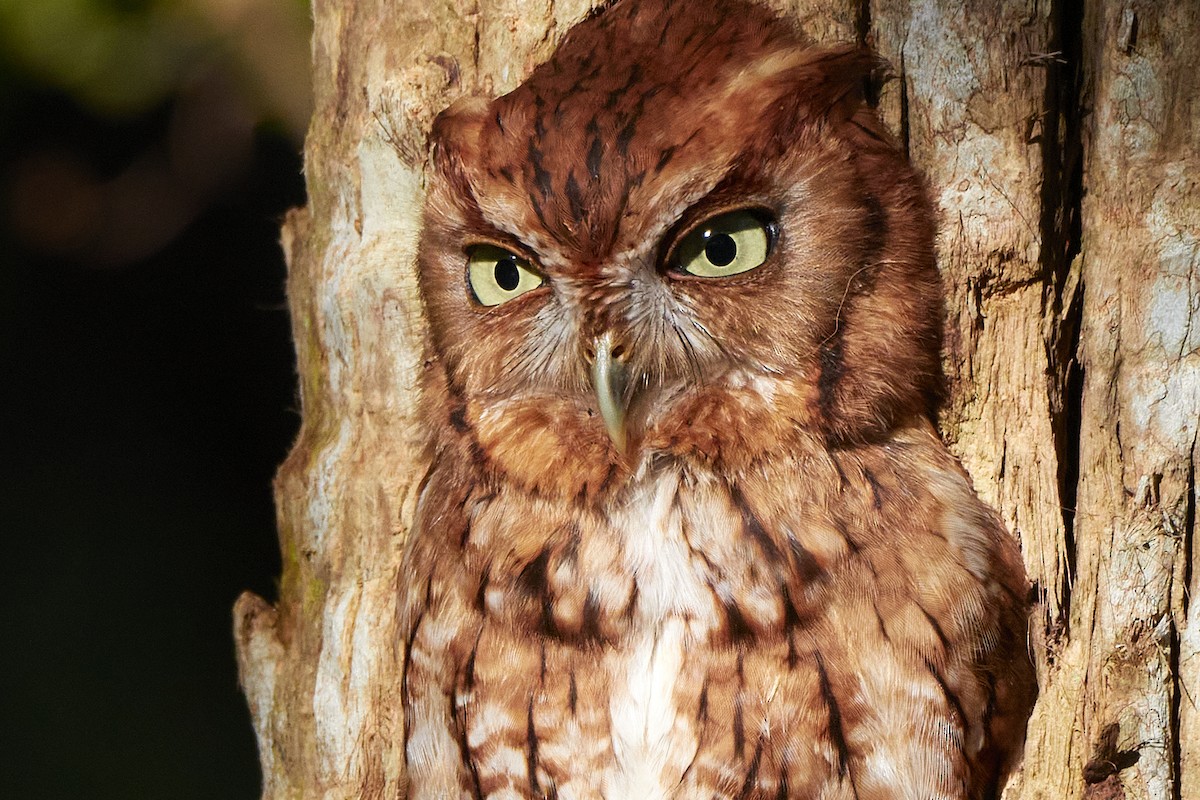 Eastern Screech-Owl - mark druziak