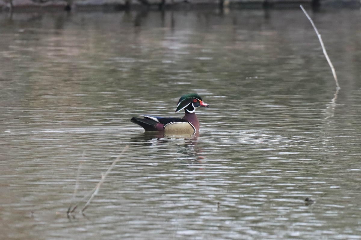 Wood Duck - ML319667491