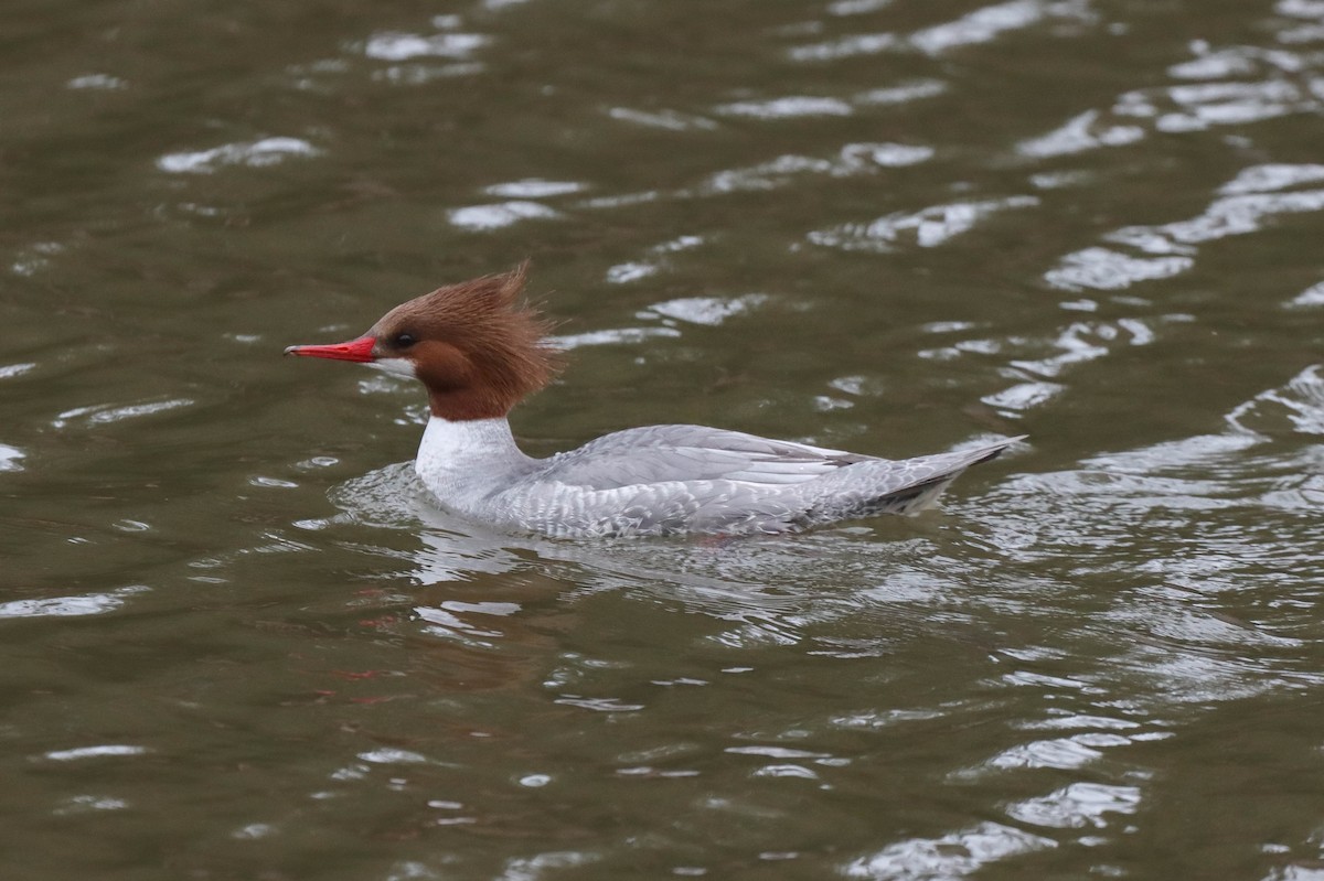 Common Merganser - ML319667831