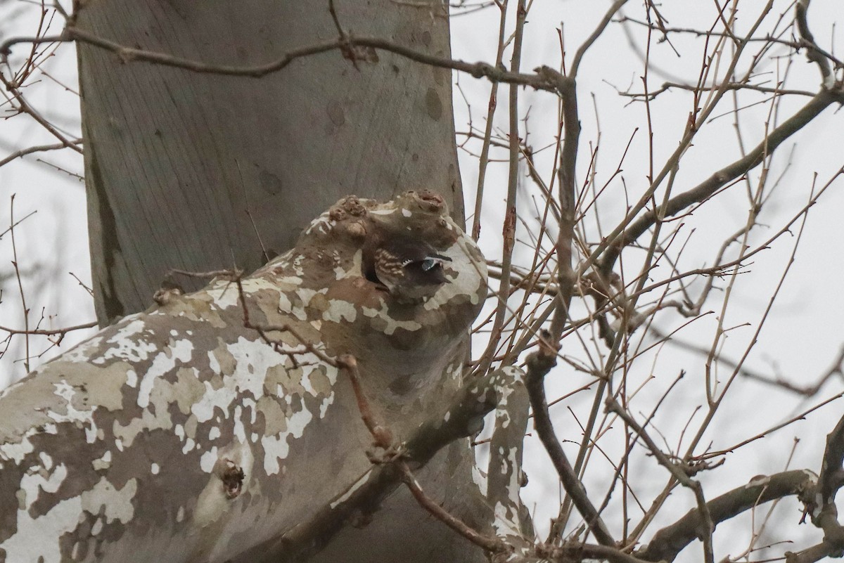 Wood Duck - ML319667871
