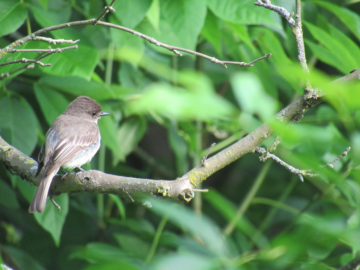 Eastern Phoebe - ML319675751