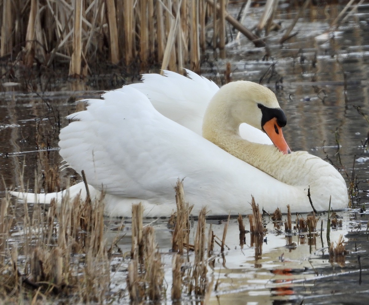 Cygne tuberculé - ML319677661