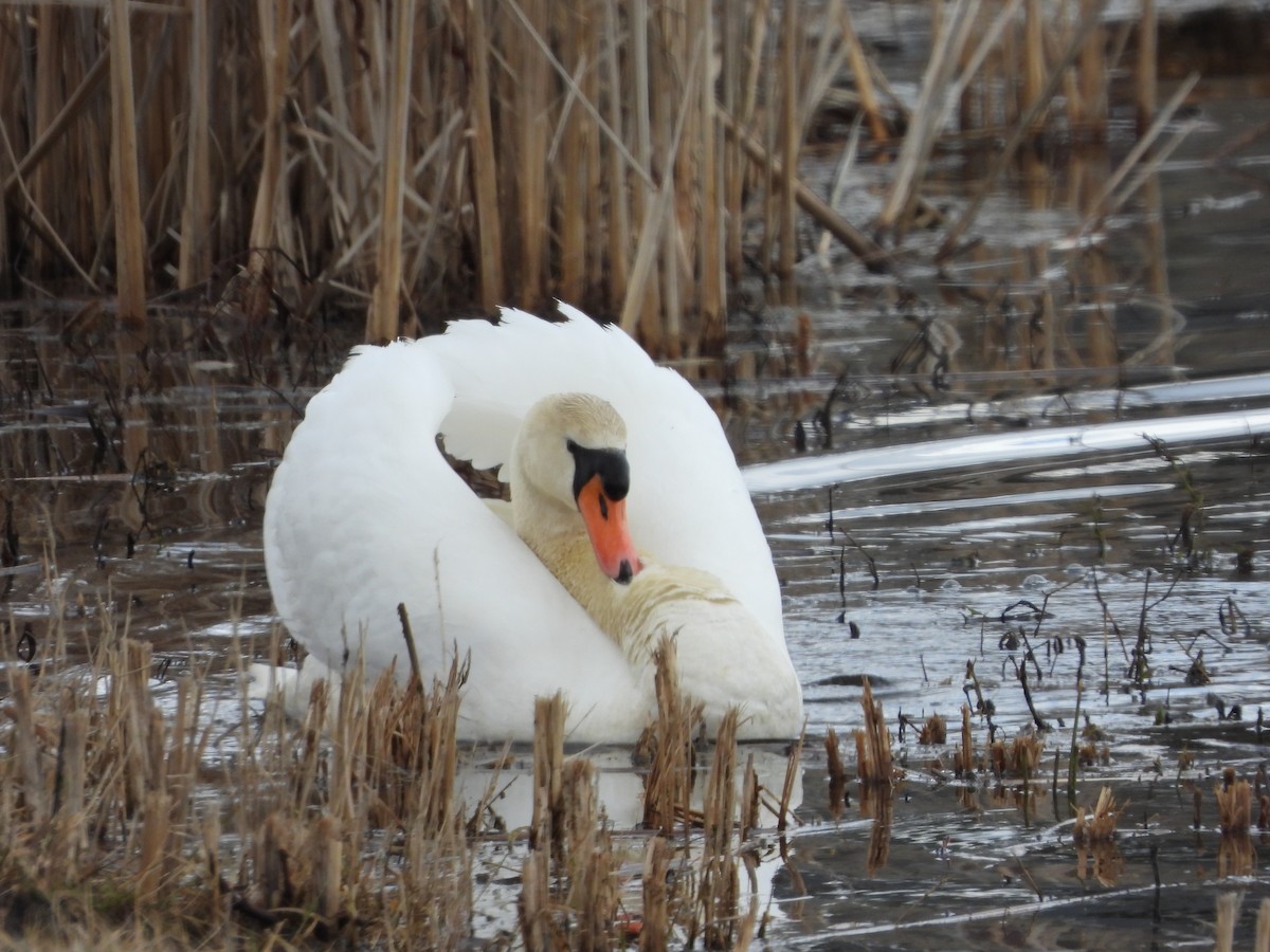 Cygne tuberculé - ML319677691