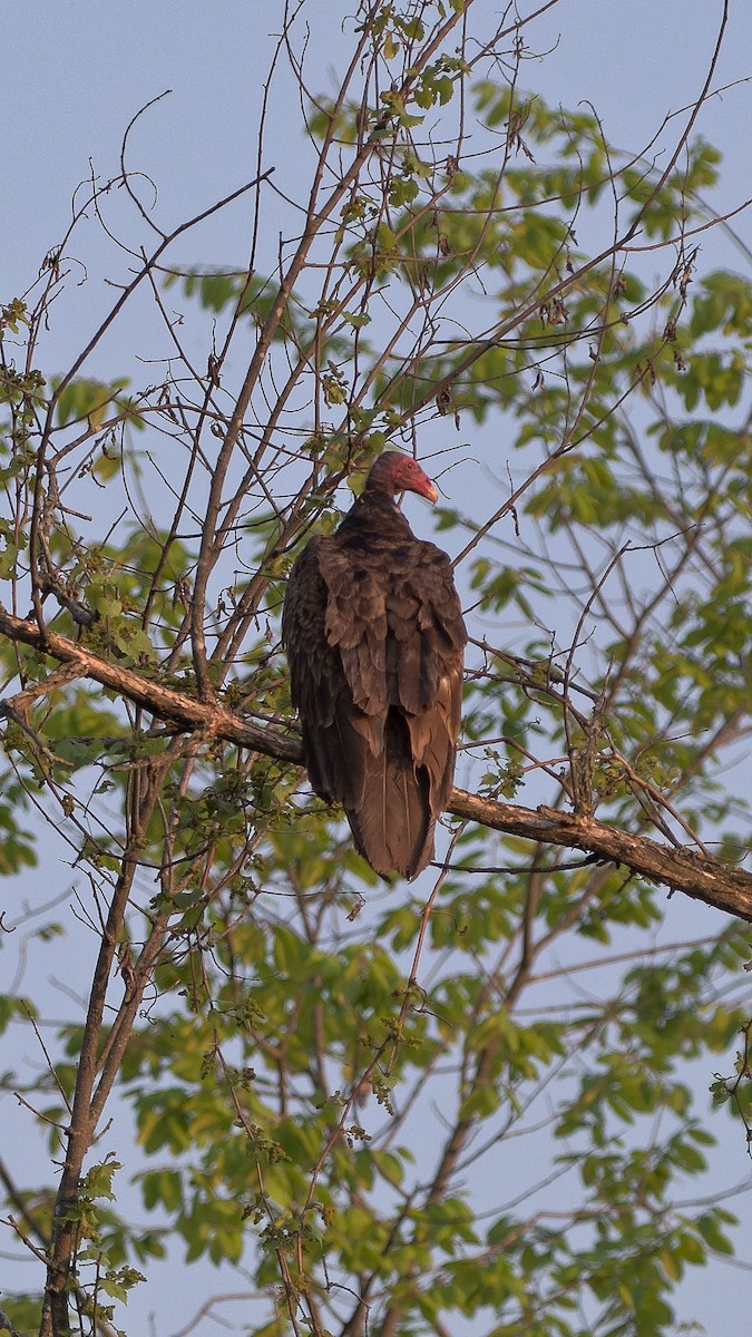 Turkey Vulture - Richard André Rivard