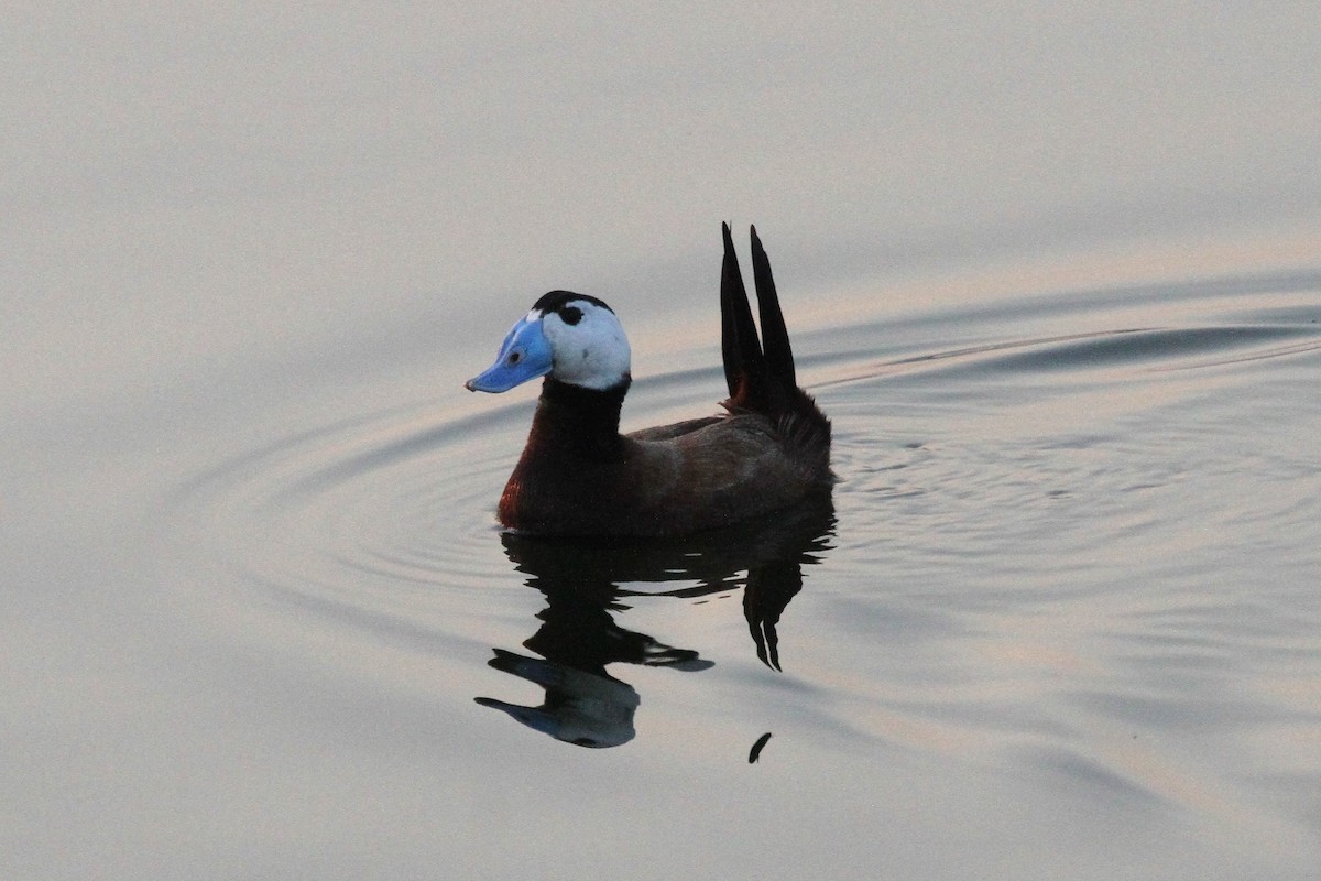 White-headed Duck - ML319680621