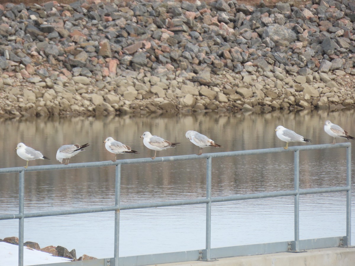 Ring-billed Gull - ML319684391