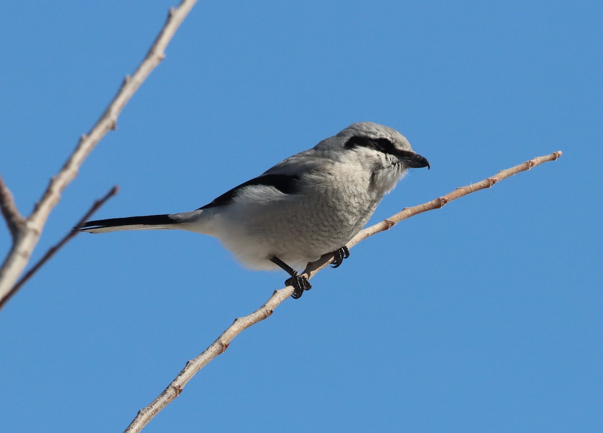 Northern Shrike - ML319684631