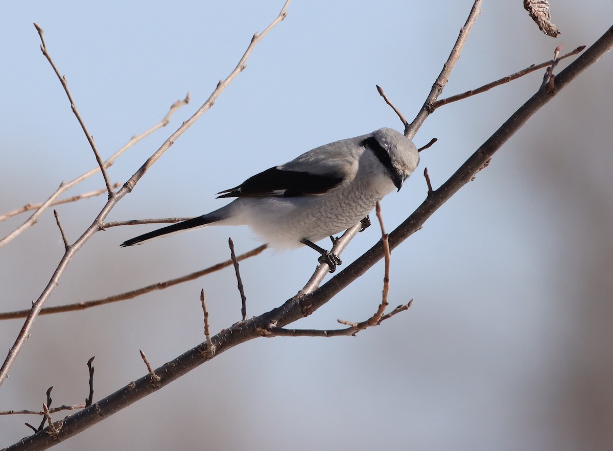 Northern Shrike - ML319684671