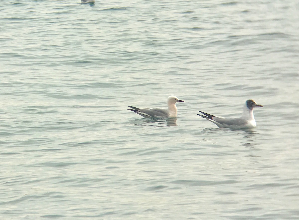 Slender-billed Gull - ML319685621