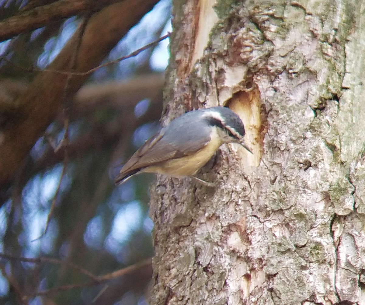 Red-breasted Nuthatch - ML319685731