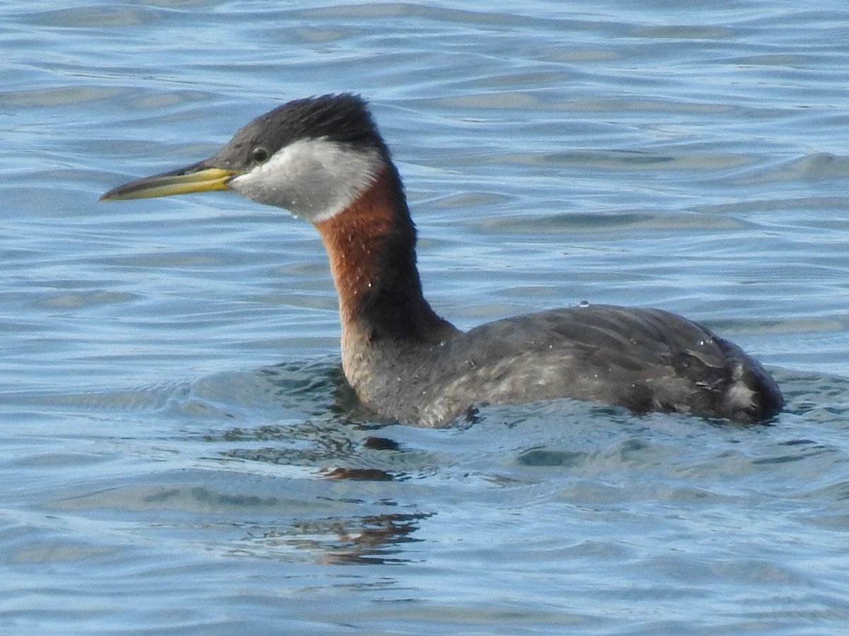 Red-necked Grebe - Sean HH