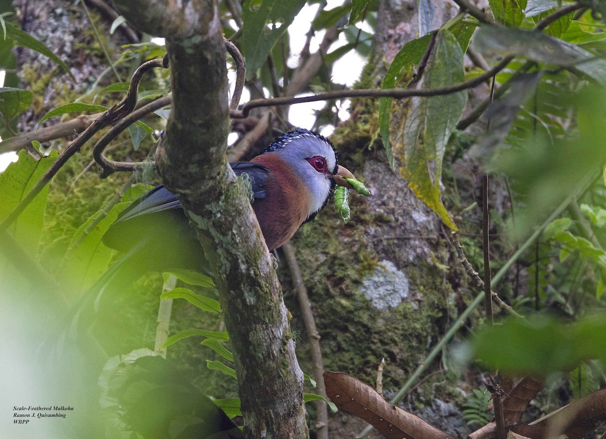 Scale-feathered Malkoha - ML319690861