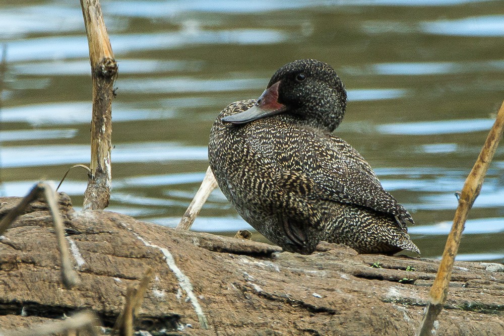 Freckled Duck - ML319691321