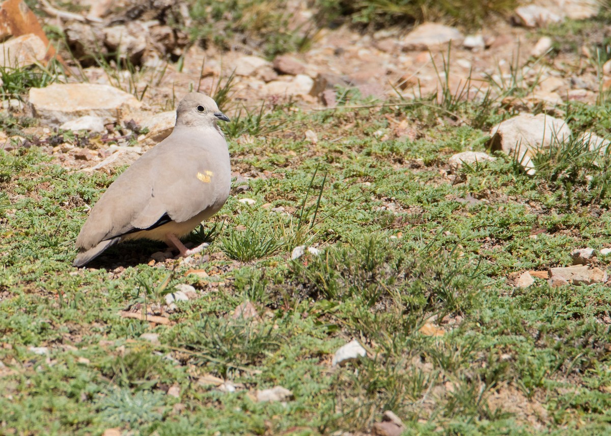 Golden-spotted Ground Dove - Martín  Perez