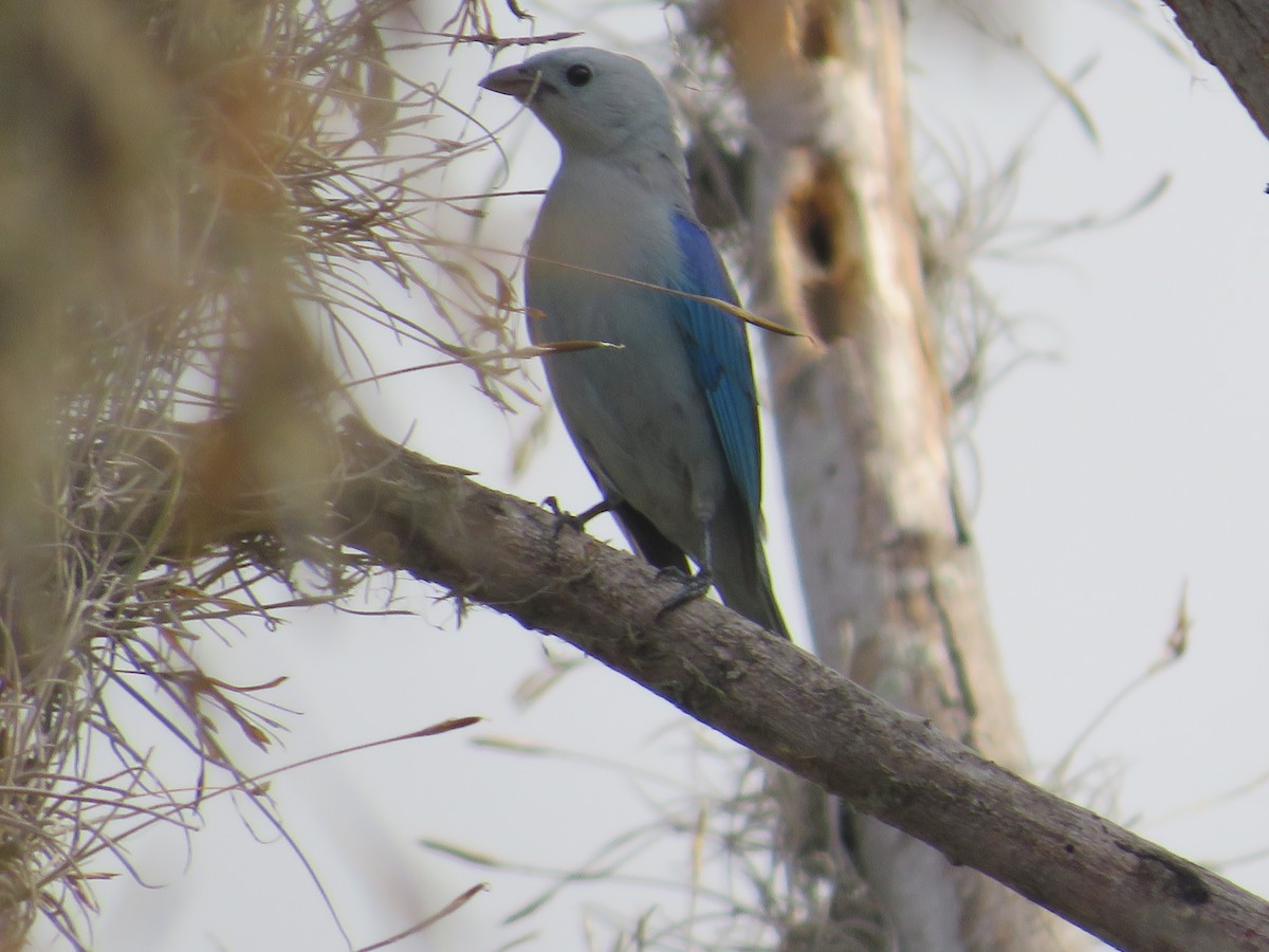 Blue-gray Tanager - ML319693991