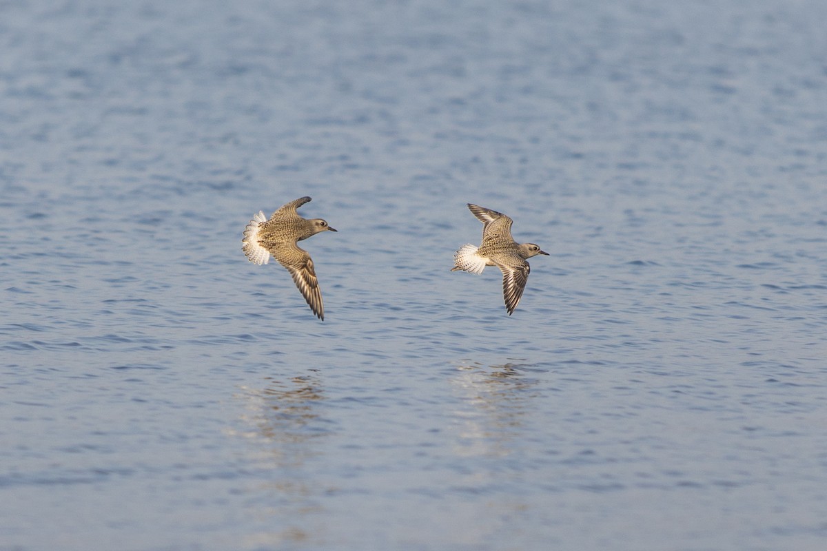 Black-bellied Plover - ML319694491