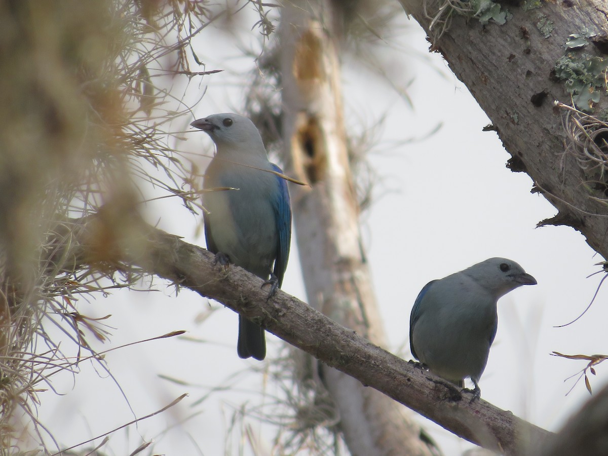 Blue-gray Tanager - ML319694591