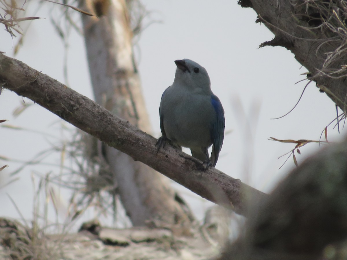 Blue-gray Tanager - ML319694651