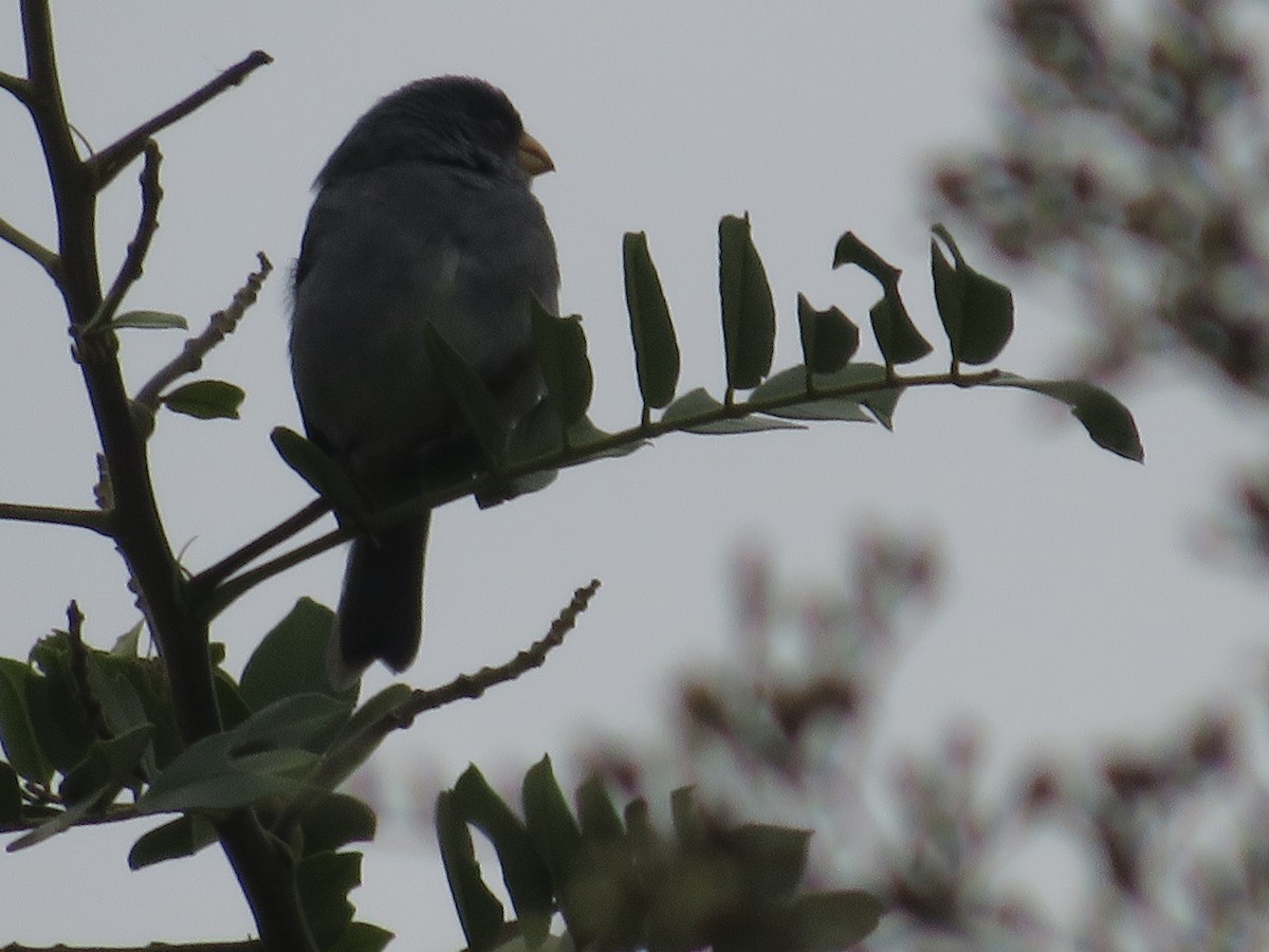 Gray Seedeater - ML319697171