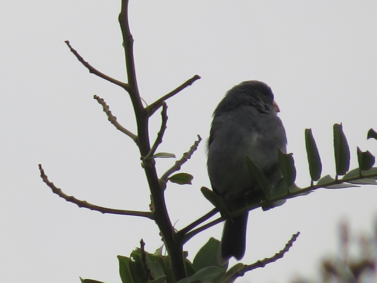 Gray Seedeater - ML319697311