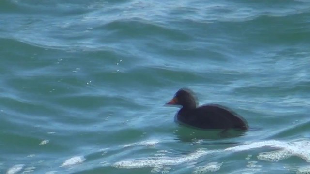 Black Scoter - ML319700611