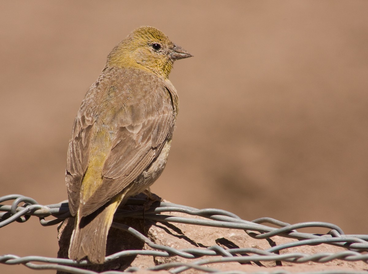 Greater Yellow-Finch - Michel Gutierrez