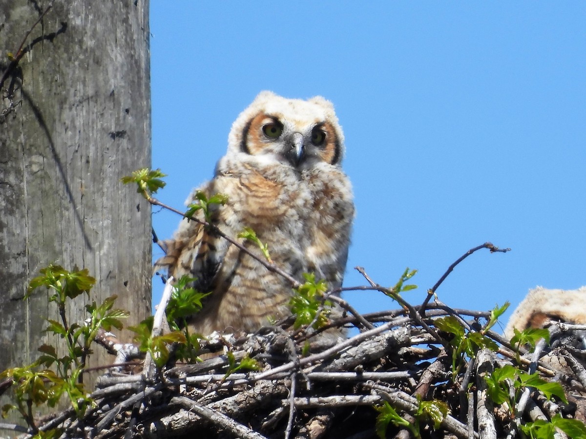 Great Horned Owl - ML319700751