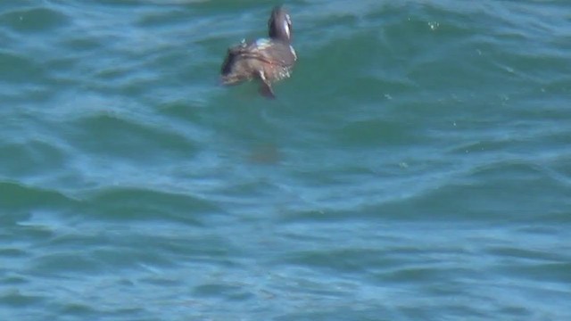 Harlequin Duck - ML319700821