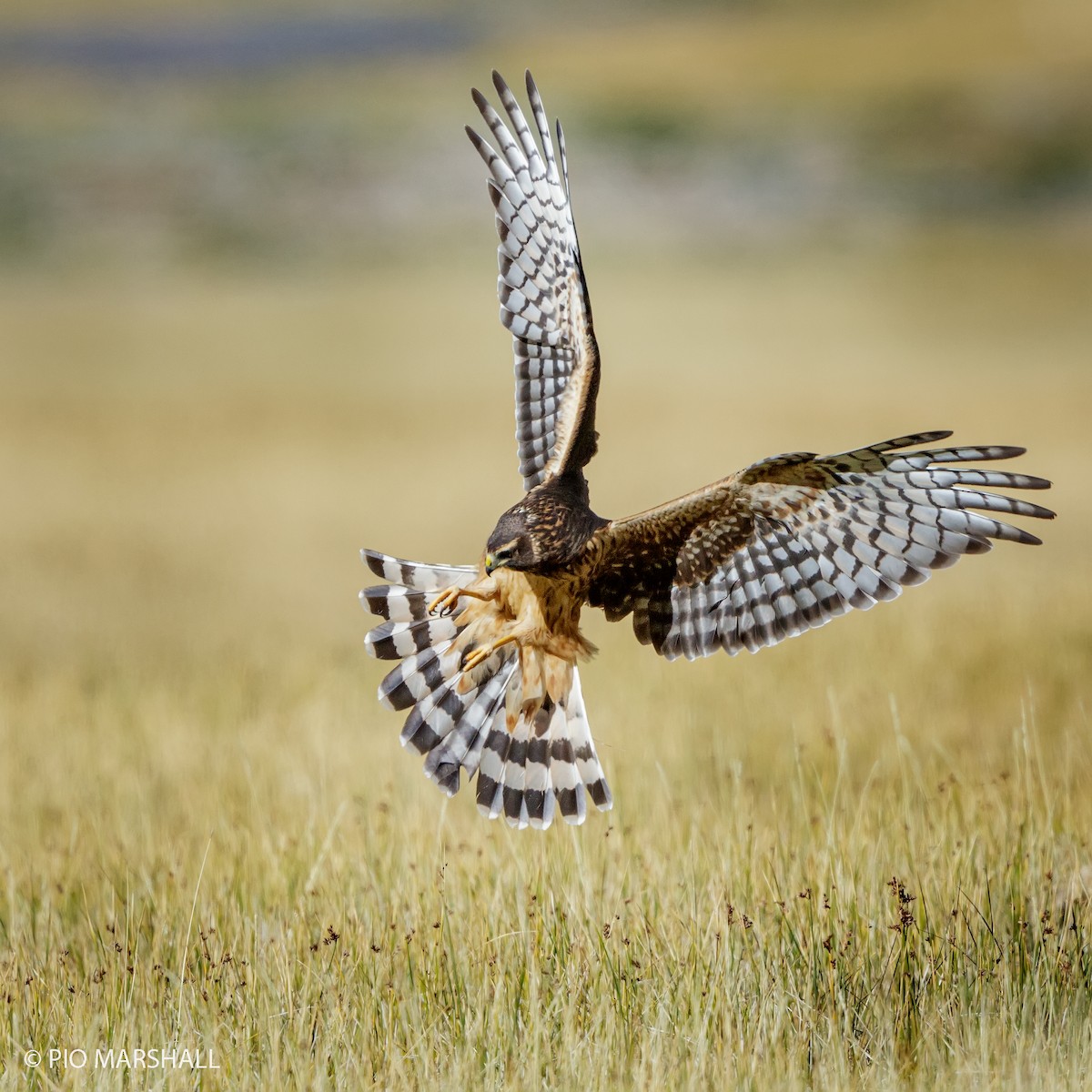 Cinereous Harrier - ML319701711