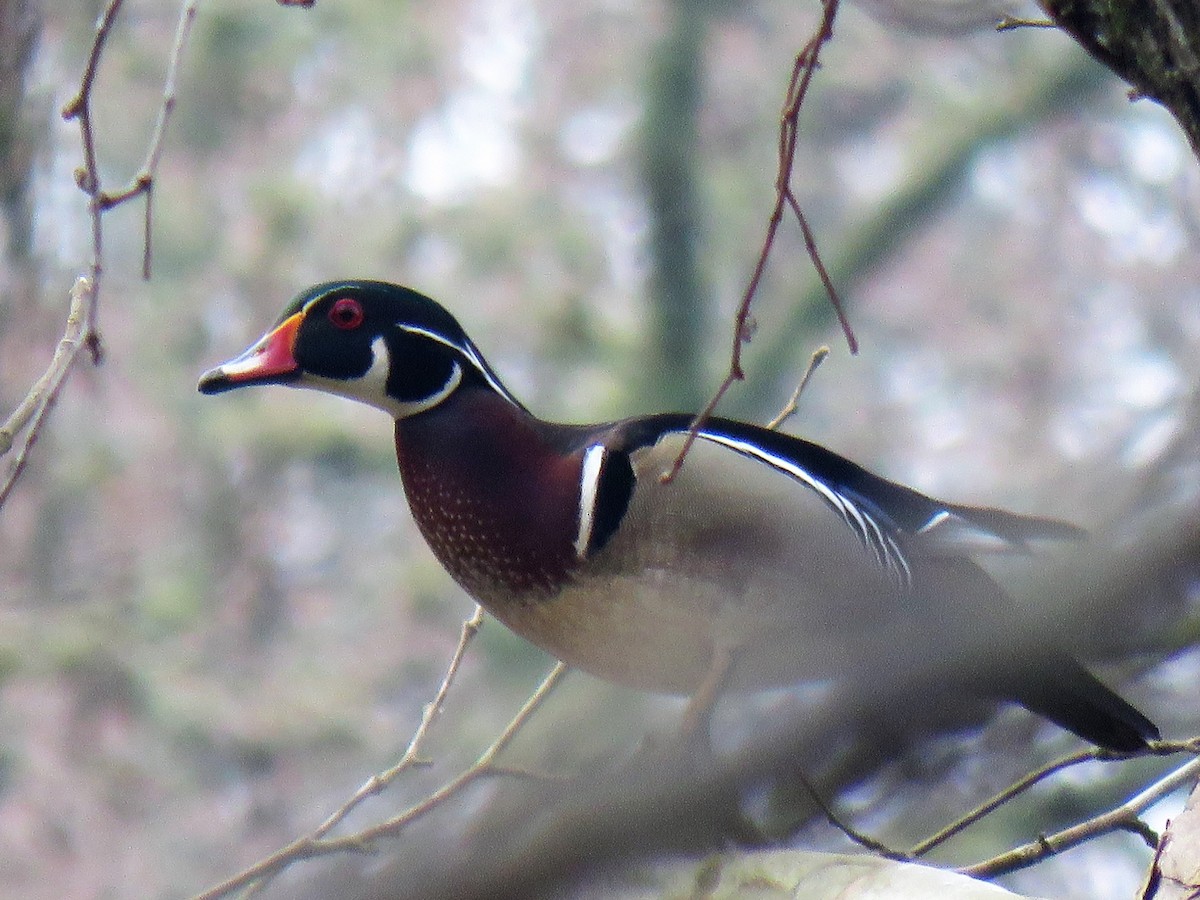 Wood Duck - ML319702011