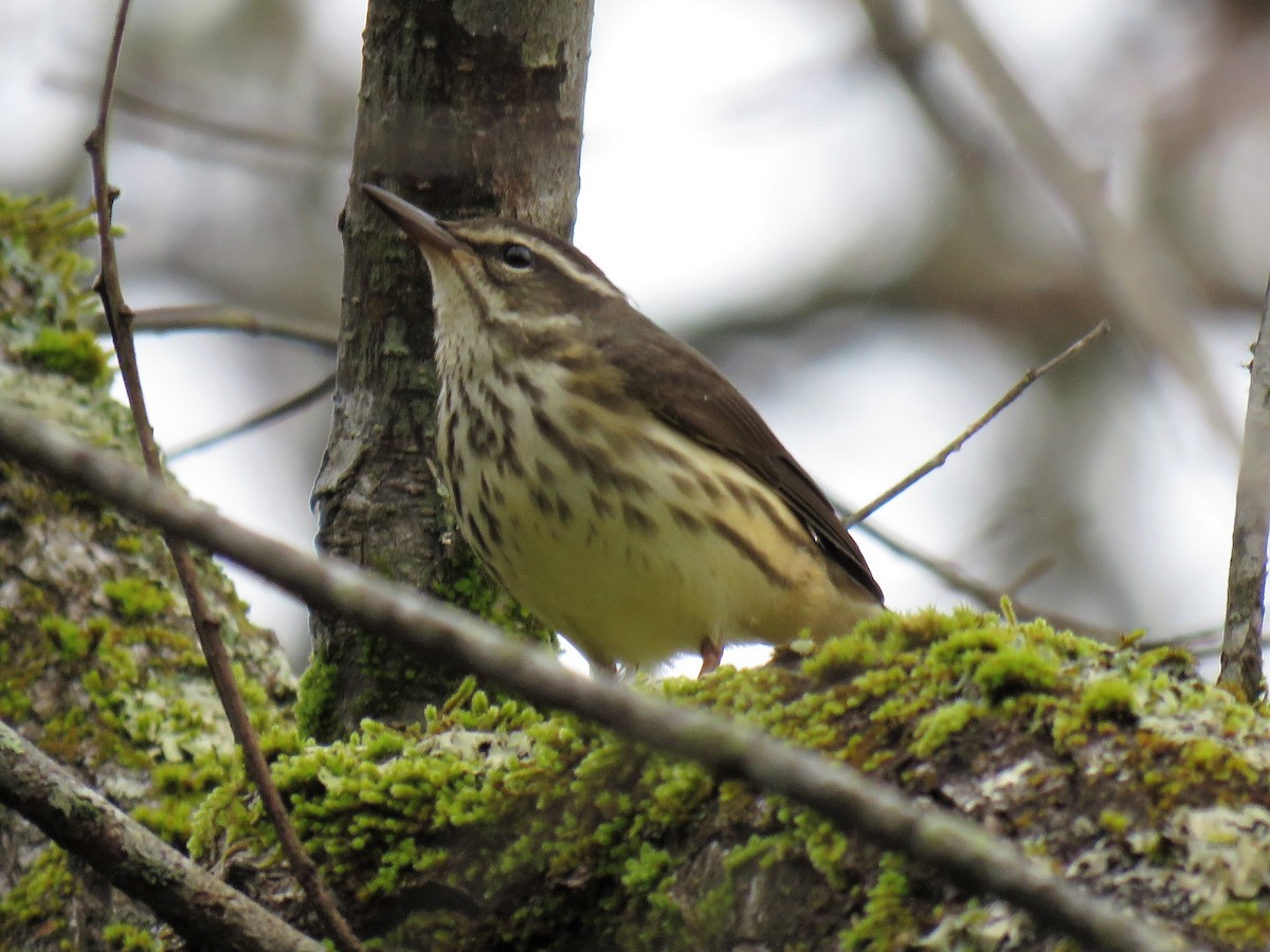 Louisiana Waterthrush - ML319702031