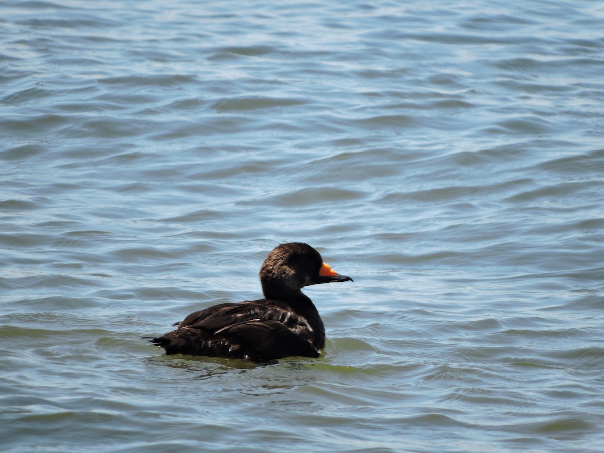 Black Scoter - ML31970331